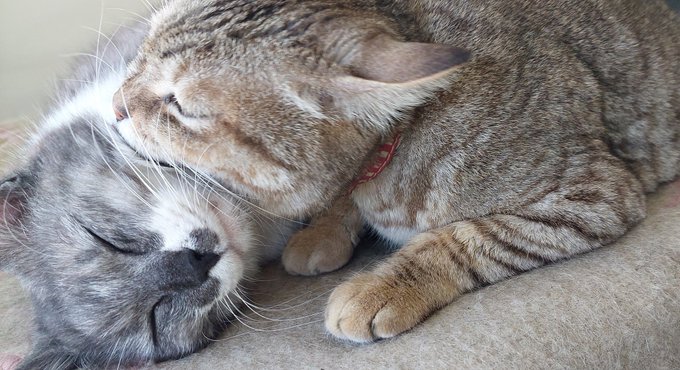 職場先輩猫による後輩猫への扱き。 