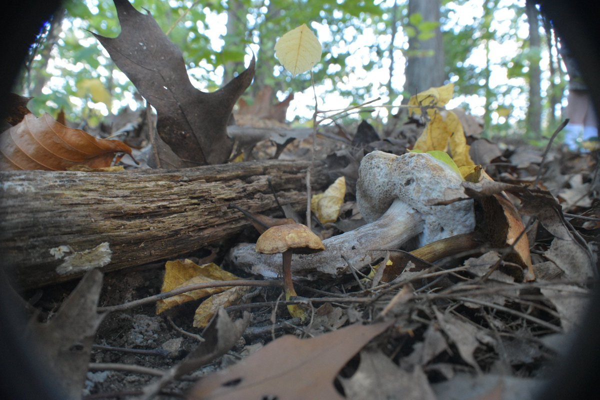 Big and small, #FungiFriday includes them all