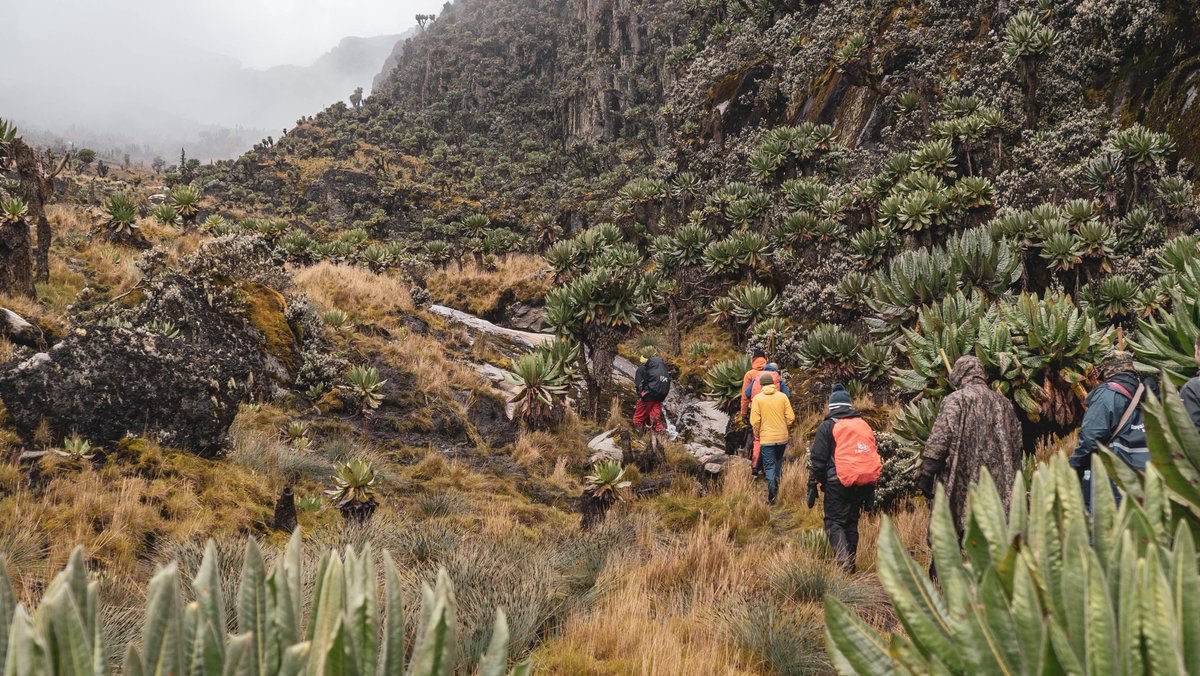 MeraReusablePad's tweet photo. @iteluganda @ugandauncovered @iteluganda and @ugandauncovered and use the hashtags: #itelS24 #108MagicPixels #itelMyStoryUG

Our team had the best of the trek of Mount Rwenzori.

I can't wait for you @iteluganda offering us those precious gift's https://t.co/h9urzxdaWJ