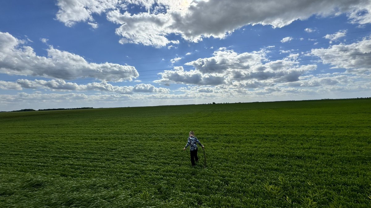 DerikNels's tweet photo. Little man checking out one of my wheat fields this evening. Always barefoot and carrying a stick of some kind. https://t.co/d0771BQGVO