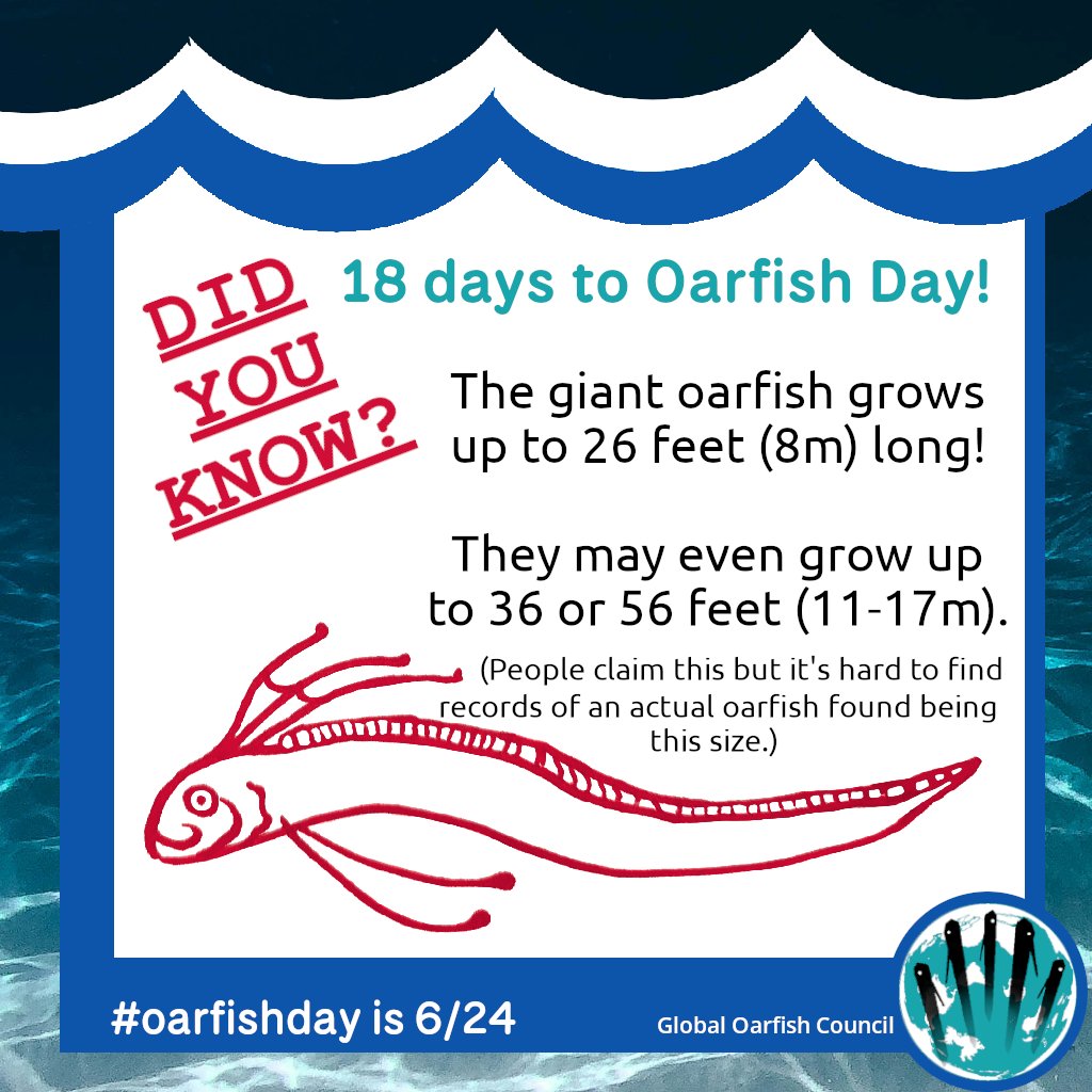 OarfishCouncil's tweet photo. What is the #truth? The truth is that this is one very large fish. https://t.co/ZdwdNSBYo2