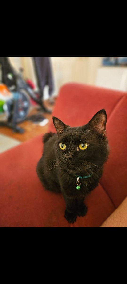 memes_mesti's tweet photo. Kaka Shuri
😻😻😻💕💕💕
🐈‍⬛️🐈‍⬛️🐈‍⬛️🐈‍⬛️🐈‍⬛️🐈‍⬛️
#shurithecat https://t.co/xNAPzq1aVb