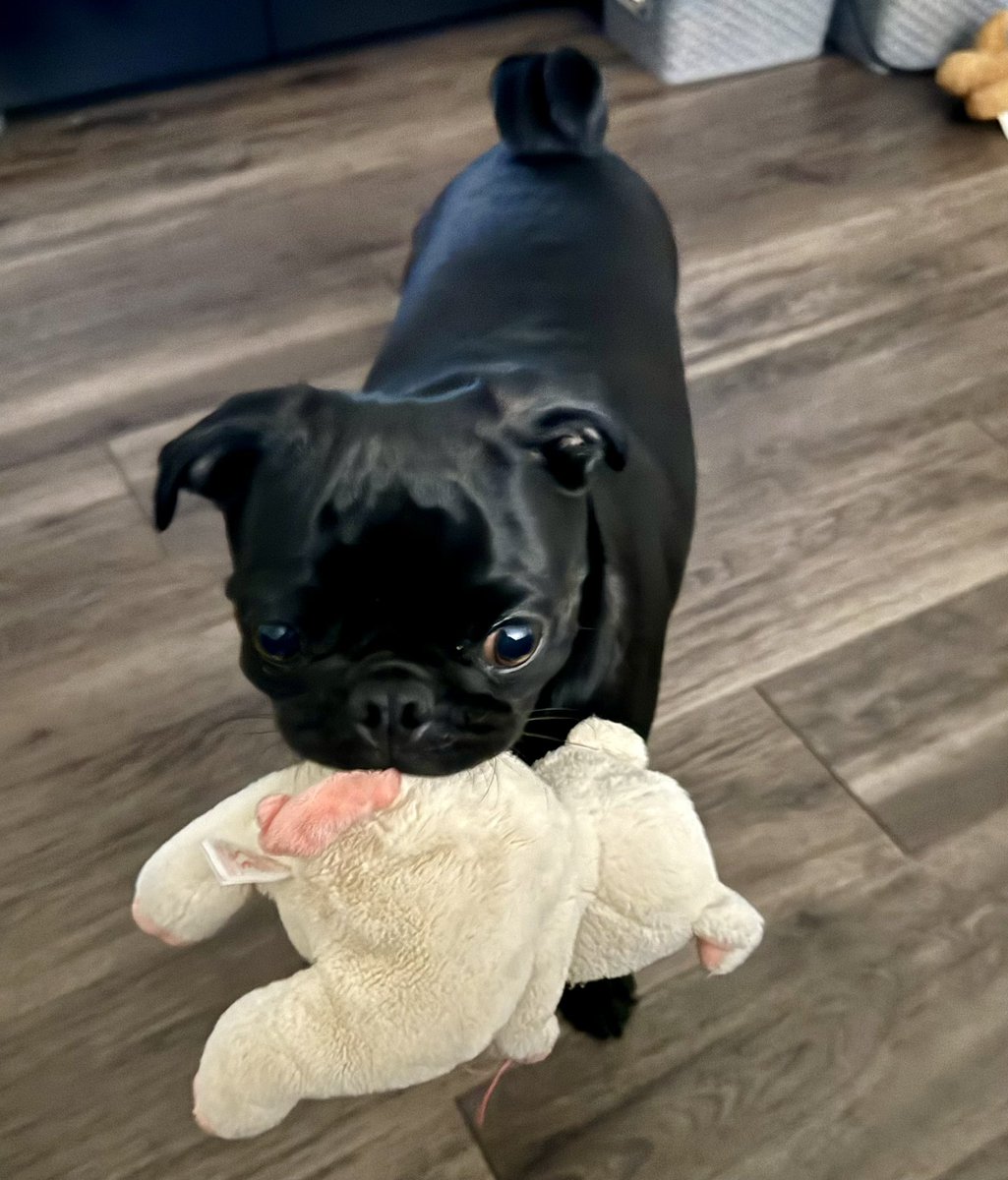 CocothePug2 tweet media