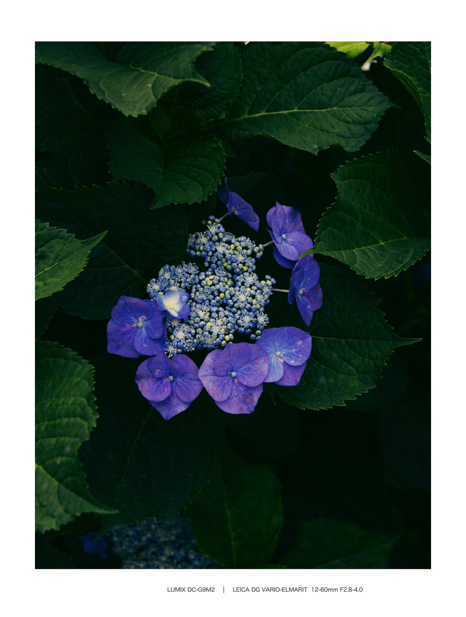 amatsuti2's tweet photo. 梅雨☔️あじさい
#アジサイ #紫陽花 #Hydrangea 
#写真好きな人と繋がりたい 
#キリトリセカイ 
#LUMIX #G9PROII #G9II #g9m2 
#RealtimeLUT #リアルタイムLUT https://t.co/MgZpsw69i8