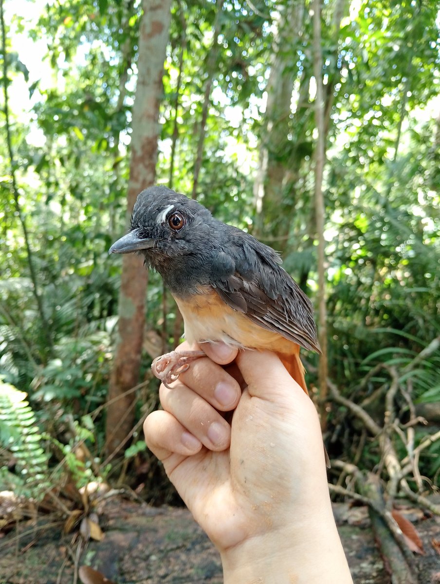 fudzulfa tweet media