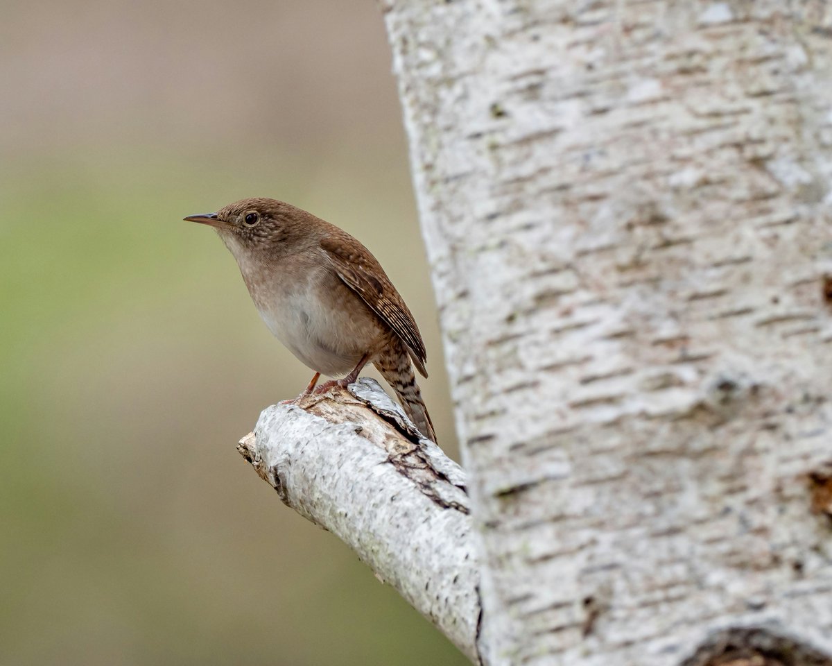 WildBirdYYC's tweet photo. House wrens may be small, but they're fierce defenders! Despite their size, they'll challenge larger birds to protect their nests.
π· by Patrice Bouchard.
#TheWildBirdStore #Calgary #YYC #BackyardBirding #AlbertaBirds #CalgaryBirds #HouseWren #BirdFacts #Nature #BirdWatching https://t.co/zziZltfWcE