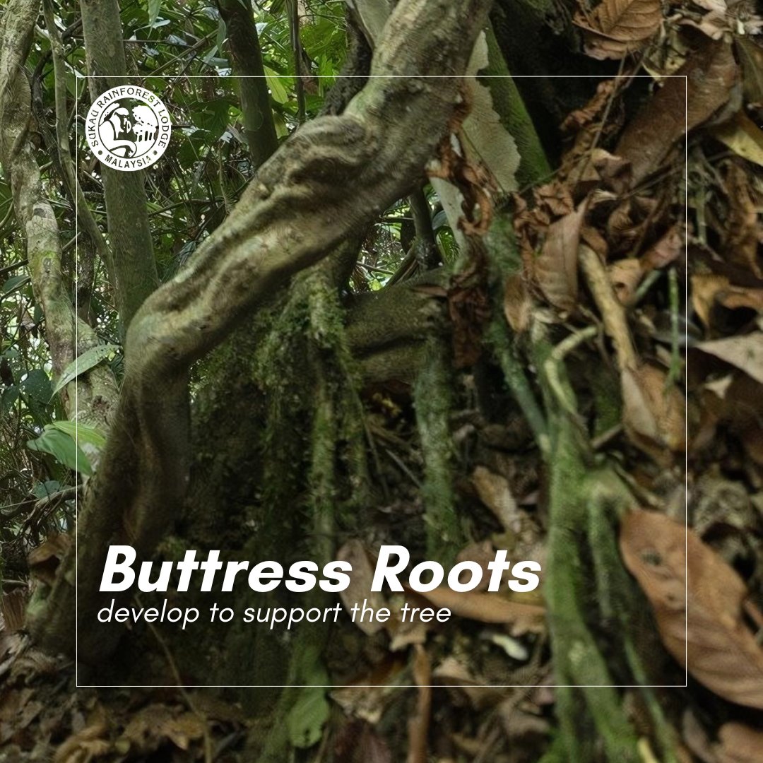 sukaurainforest's tweet photo. On many of the larger trees around the Hornbill Boardwalk, buttress roots develop to support the trees. They grow from the base of the trunk and can reach up to 15 feet up the tree. They also increase the surface area covered so that they can absorb more nutrients. https://t.co/oInpsxxtb9