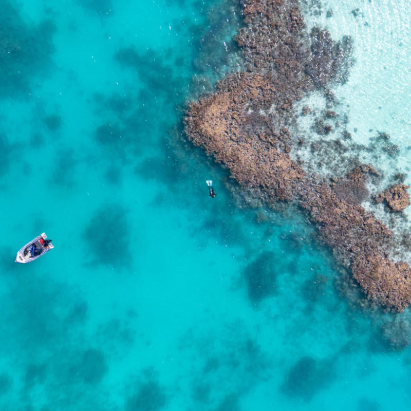 Sydney_Science's tweet photo. Meet Simon Um, a student researching on the community ecology of coral reefs at @OneTreeIslandRS! 🪸

This #WorldOceansDay, @sydney_uni celebrates #50yrsofMarineScience at the #OTIRS.

For decades, #OTI has empowered students like Simon to become ocean heroes.

Read more ⤵️