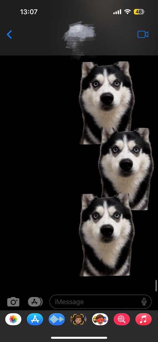 シベリアンハスキー (@4cwalt) on Twitter photo 