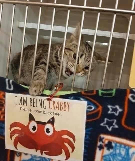 Punch Cat tweet media