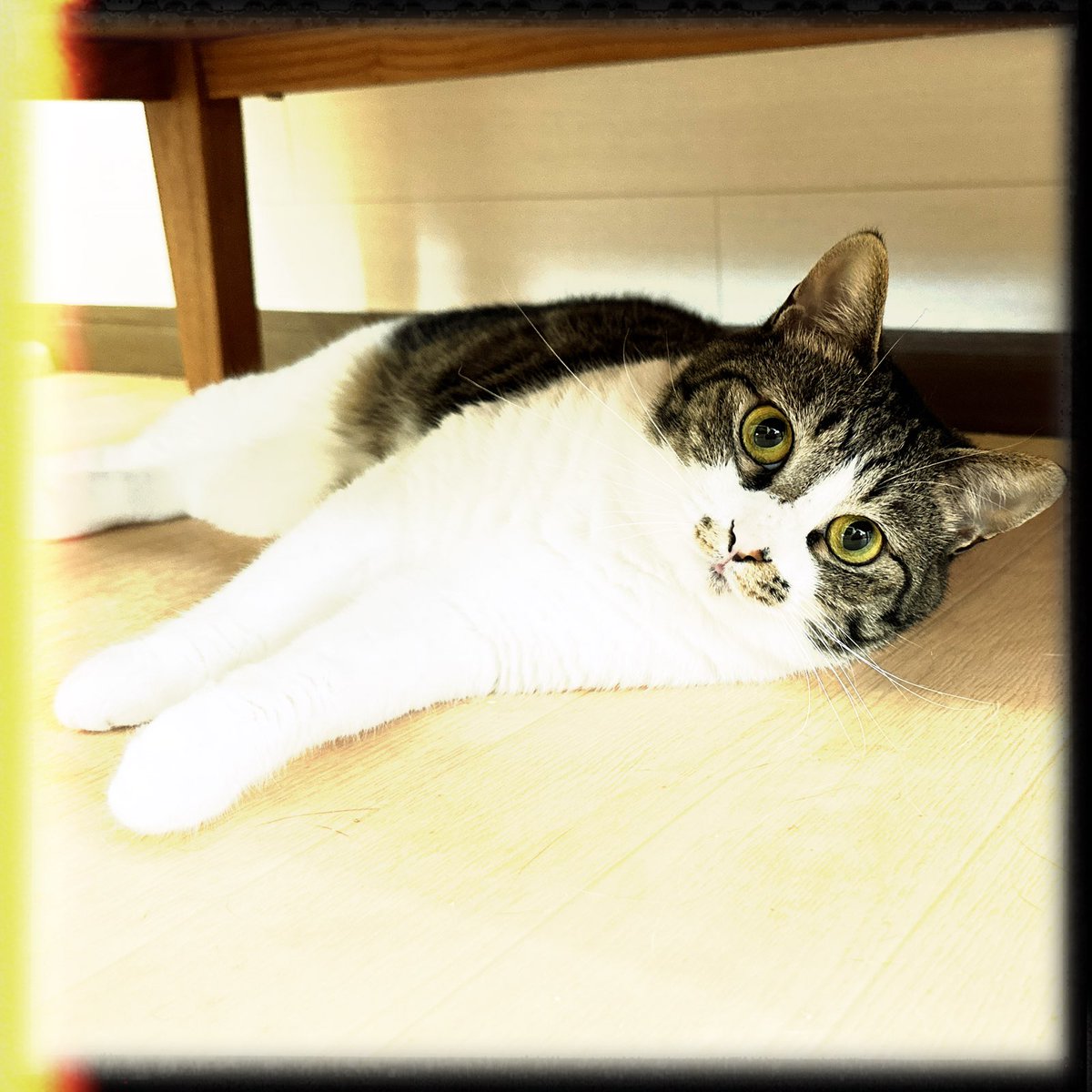 obi_wan_eclipse's tweet photo. #Hipstamatic #Adler9009 #PopRox #Dylan #็ซๅผ #็ซ #cat #ShotoniPhone #ใญใ #ไฟ่ญท็ซ #็ซใซใใง https://t.co/zQjxtPxeUI