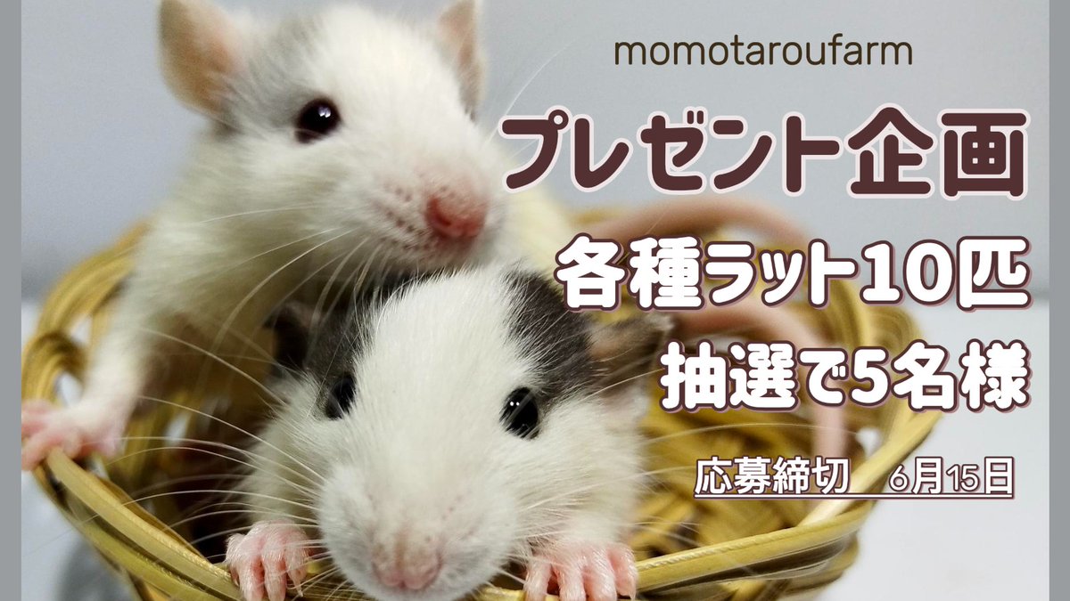 momotaroufarm's tweet photo. ももたろうファームプレゼント企画❣❣
冷凍ラット　10匹
抽選で5名様にプレゼントします！
応募締切　6月15日
応募条件
アカウントフォロー＆リツイート！
リプにほしいサイズを書いてください☺
当選発表は各DMにて送らせていただきます。
たくさんのご応募お待ちしております🌟🐁
#拡散希望 https://t.co/1VVqBiBHeg