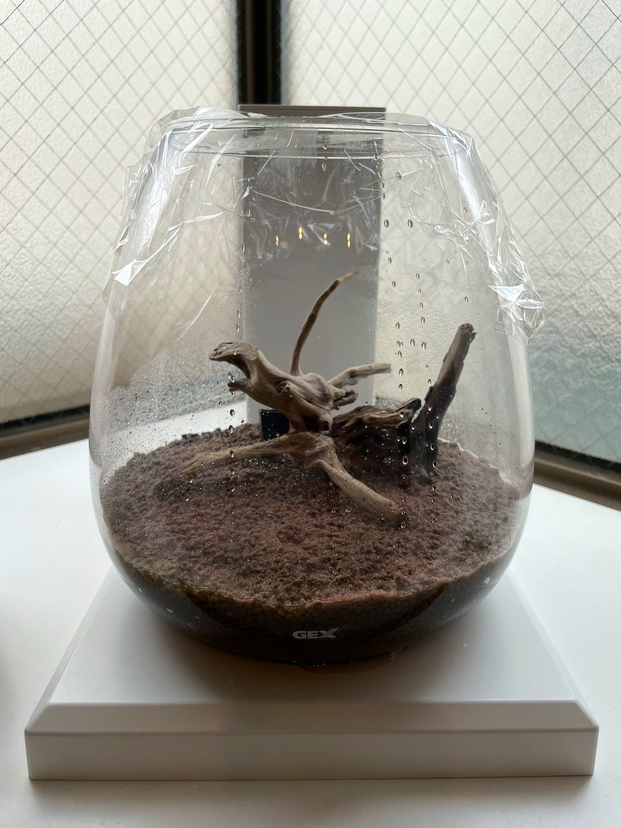 kensora623's tweet photo. ボトルアクアリウムをやってみようと思って、流木を置いて水草の種を撒いたところ。こんなので本当に発芽するのか？
#perco https://t.co/P9b1L6wuVD