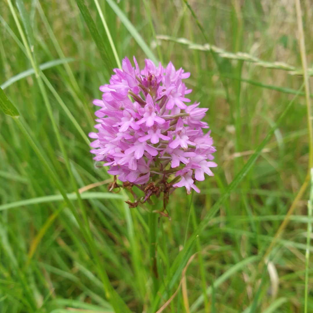 Wild orchids are flowering! Look out for any in the South London Boroughs and help us record them.
Email species/location to: SLBI-Orchids@hotmail.com

Photos by <a href="/suburbanwilduk/">Amanda Tuke</a> 
#orchids #orchidsurvey #SLBI #InnerLondonBoroughs #BeeOrchid #PyramidalOrchid #SavetheOrchids