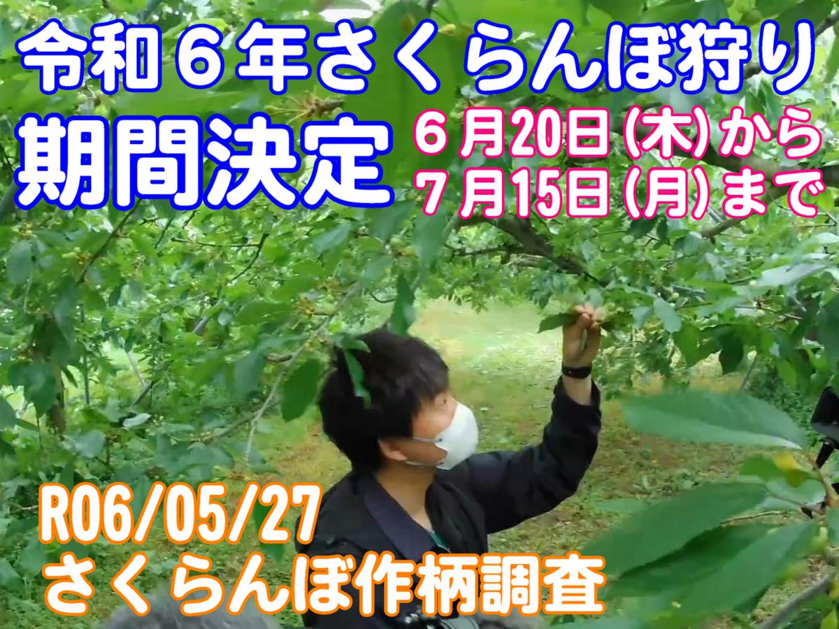 nabemaru_22's tweet photo. 【さくらんぼ狩り期間決定！】
南部町の観光農園の「さくらんぼ狩り」の期間が決定したまる～🍒

　　　6月20日(木)～7月15日(月・祝)までの予定　　　

料金は下記の通り(40分食べ放題)
・中学生以上：1,300円/人
・小学生　　：900円/人
・3歳以上　  ：400円/人

＃南部町　＃さくらんぼ狩り https://t.co/sX3Rnr11mn