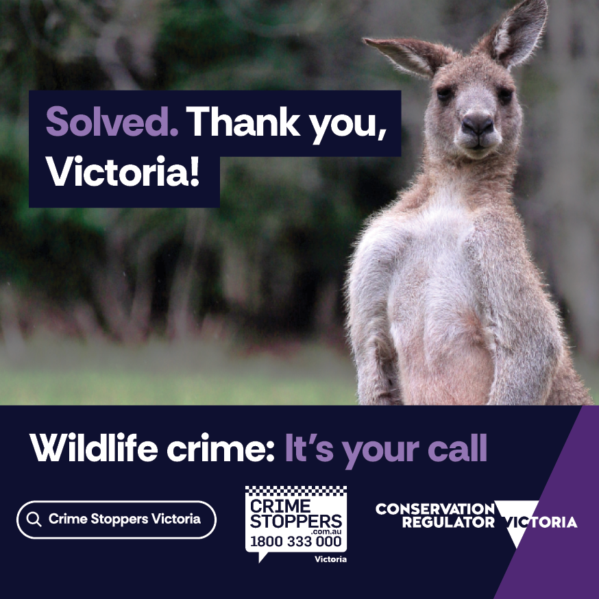CrimeStopperVic's tweet photo. Case Solved! A dog owner self-reported after a video of their dog attacking a kangaroo surfaced online. They received a warning &amp; education on wildlife interactions. Help us tackle wildlife crime. Report to Crime Stoppers: https://t.co/HI1svphDA1

#WildlifeProtection #ItsYourCall https://t.co/BfI4HWObSt