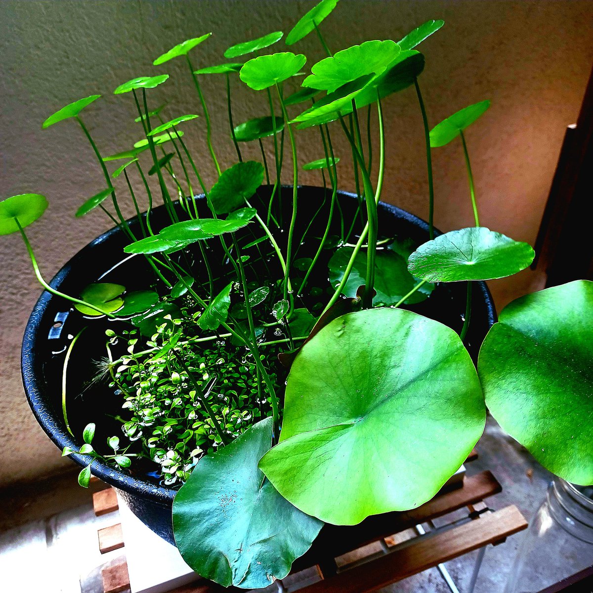 xitong777's tweet photo. 过于贪心，在小小的水盆里种了各种植物，现在已经看不见我的小鱼了😦 https://t.co/Wan8PmlDsd