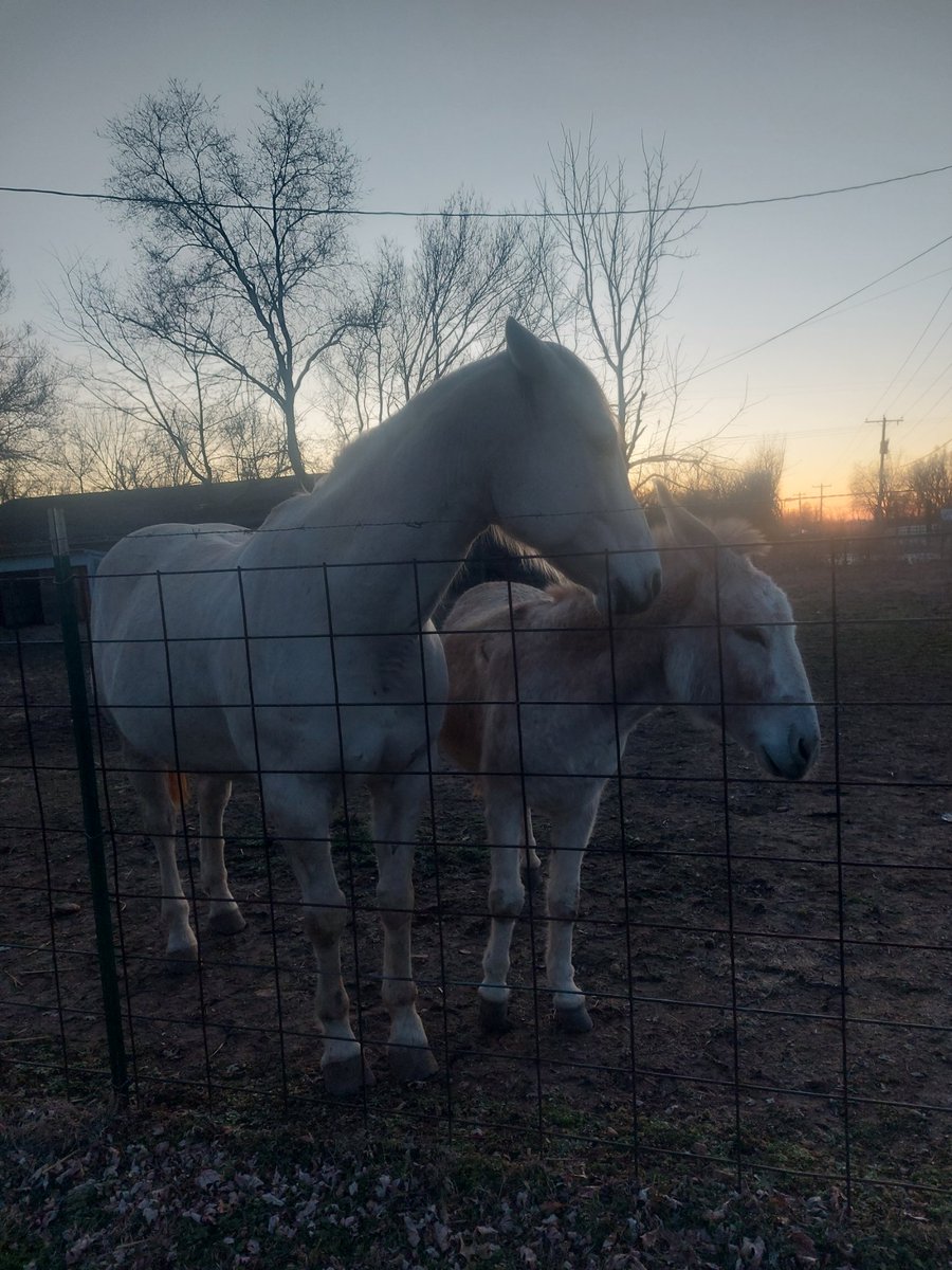 DieselAndBill's tweet photo. We hope you have a wonderful evening!! 💙

#DieselAndBill #CountryLife #Horse #Donkey #Faith #Hope #Love #Peace #Joy #Grateful https://t.co/FWGotg2Kos