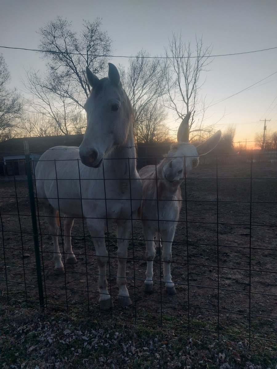We hope you have a wonderful evening!! 💙

#DieselAndBill #CountryLife #Horse #Donkey #Faith #Hope #Love #Peace #Joy #Grateful