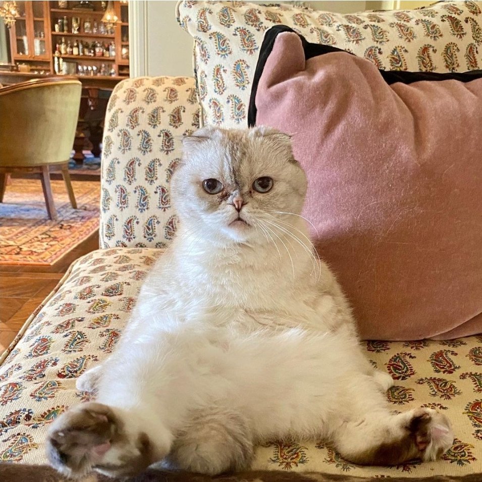 LediciaCostas's tweet photo. Un día leí que Olivia Benson, la gata de Taylor Swift, era la mascota más rica del mundo. Entonces pensé en escribir una colección sobre el perro más famoso y guapo de Internet. Así nació Pimpollo.Quizás no sea el más famoso (todavía), pero a guapo no le gana nadie.Sorry, Olivia https://t.co/rg666H5CsT