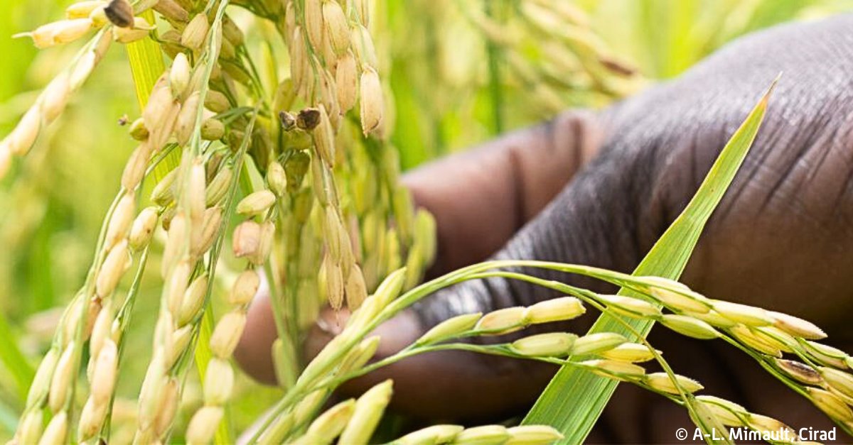 Cirad's tweet photo. Le champignon Magnaporthe oryzae menace les cultures de #riz &amp; de #blé.
🔬Des scientifiques d'@INRAE_France, du #Cirad, de @umontpellier, du @irri et du #HHRC ont découvert un gène de résistance chez le riz. 
Des résultats publiés dans @NaturePlants.
👉https://t.co/dVICV1oDjB https://t.co/nc3Oe1w5Ki