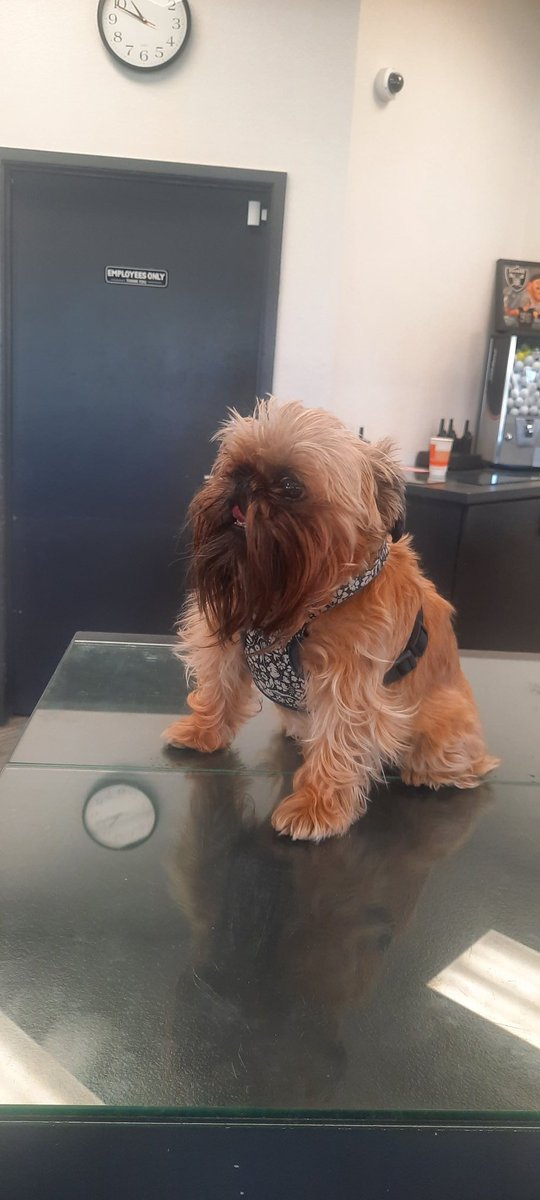 Garcelon's tweet photo. Saw this baby wookie chilling at the counter at the range today... #dogsofcourse #golfcoursedogs https://t.co/5eQxeBYzp6