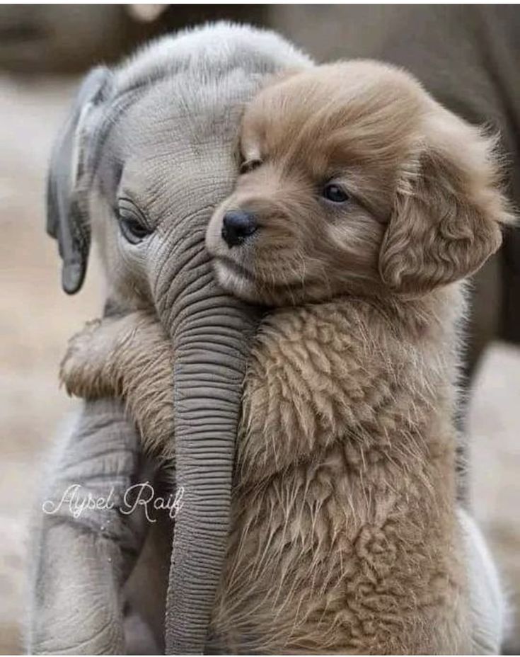 vivaneil1234's tweet photo. 🐘🐶🫶 https://t.co/B7IbHu4oQj