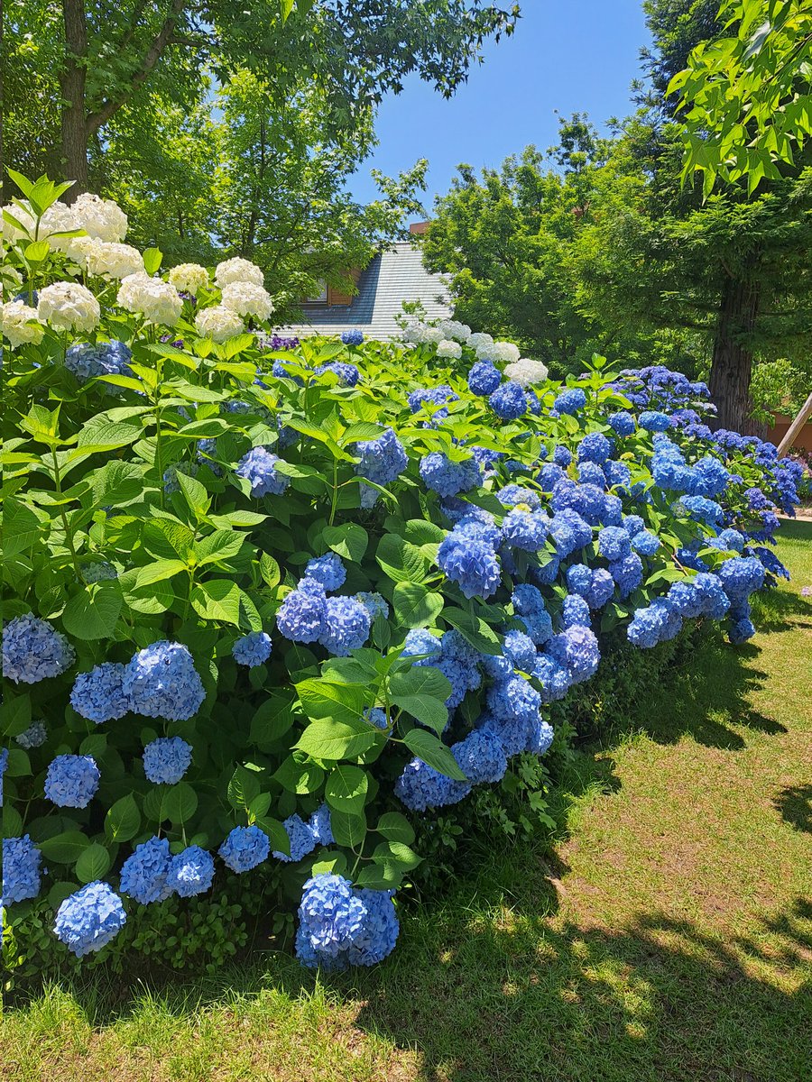 kanou_456's tweet photo. 舞洲紫陽花行ってきました今年は百合もいっぱい植えてあり見ごたえありました https://t.co/ykvVmWZVn6