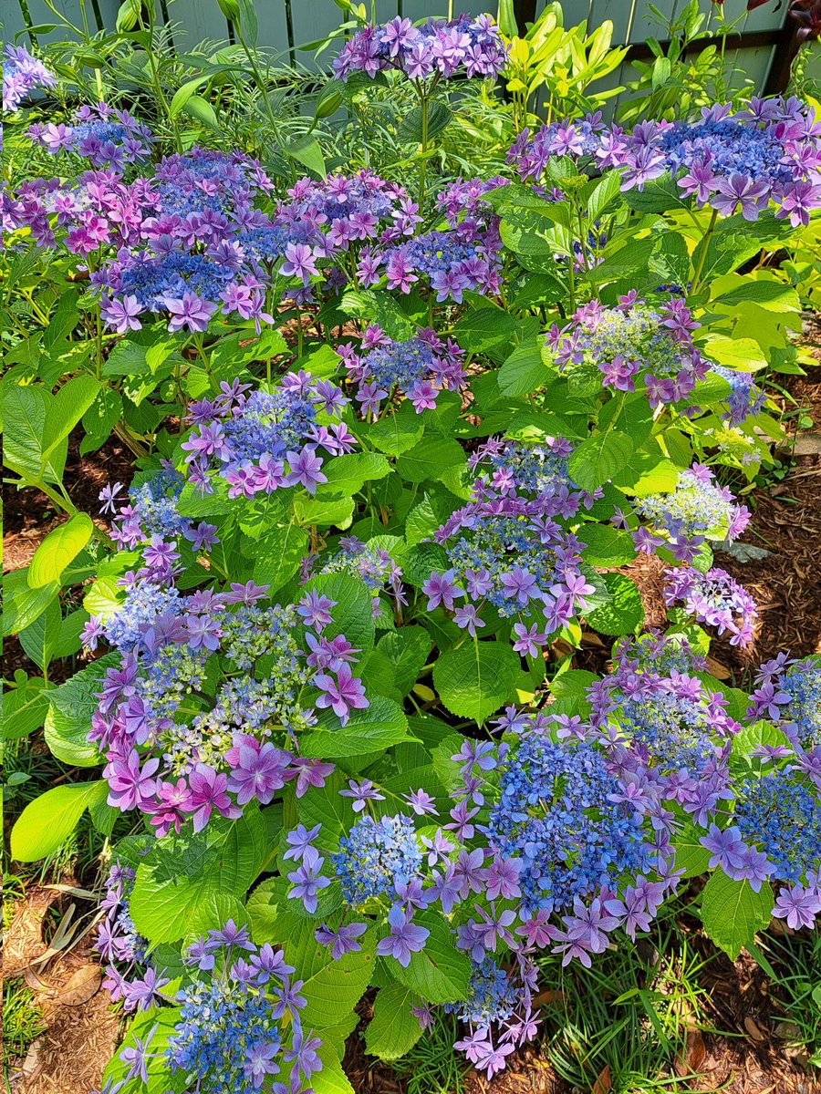 kanou_456's tweet photo. 舞洲紫陽花行ってきました今年は百合もいっぱい植えてあり見ごたえありました https://t.co/ykvVmWZVn6