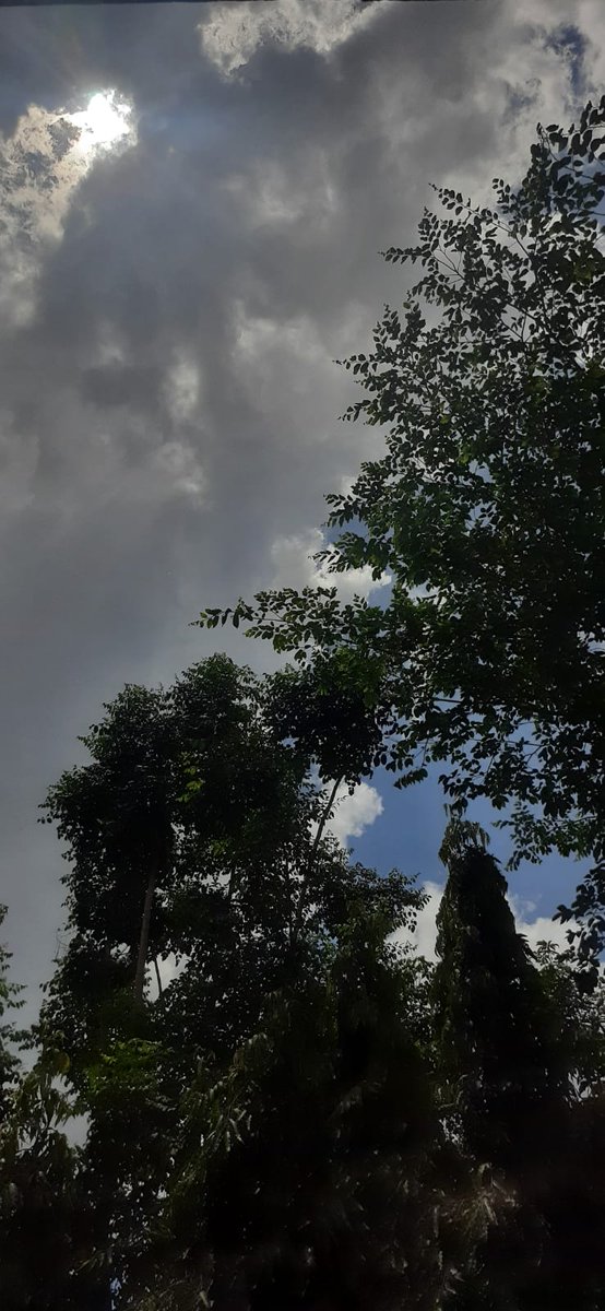 Madhumathi_Inks's tweet photo. #ப்ரியநீலம் 
"Oru paadhi kadhavu neeyadi..."
Ever-inspiring, therapeutic colors, patterns, textures, fragrances of Nature.
One can smell serenity, from the dreamy shades of the Sky.
🩵
#EternalLoveForNature #AllThingsBlue
#BlueSkies #NaturePhotography #NatureLovers #Sky #Chennai https://t.co/TtwvRJljxK
