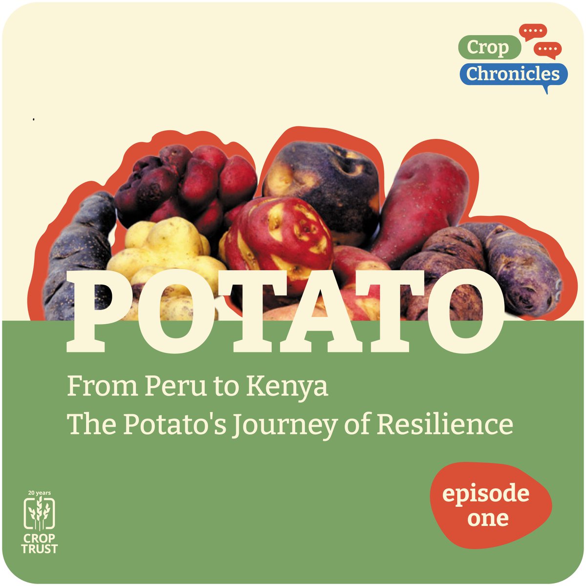 Cipotato's tweet photo. Discover the resilience of potatoes 🥔 in the first episode of #CropChronicles!

From the Peruvian Andes to Kenyan farmlands, learn how this global staple is adapting to climate change and fighting off pests. Tune in now!

👉🏽 https://t.co/PEa8XNpaEV

🔸 @CropTrust
🔸 @CGIAR https://t.co/aEdnjlxv9G
