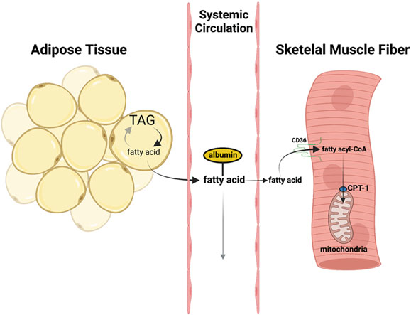 javierbutra's tweet photo. El ejercicio es algo más que ocio y tiempo libre. 

Es una forma de equilibrar y hacer funcionar mejor a nuestro cuerpo y debemos entrenarlo para la vida.

Adipose Tissue Lipid Metabolism During Exercise

https://t.co/OFOAOCWR50 https://t.co/Ef4QKH59QV