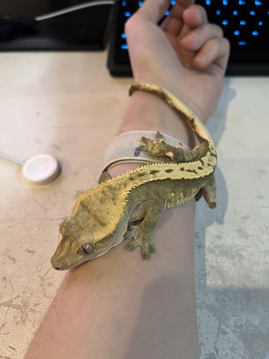 Colaonooo tweet media