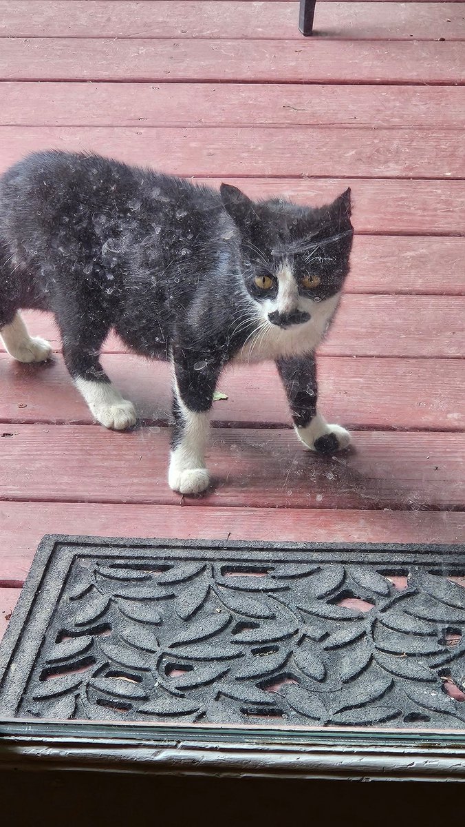 Shawn Lenore | How to be a Werewolf comic tweet media