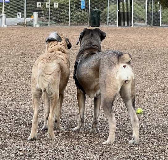 LovebugsRescue's tweet image. Santiago (left) is almost as big as his mama Lola (right). These two were adopted by two relatives, so they get to see each other for play dates. 
.
 📸 Credit @hi.its.jewels 
.
.
#lovebugsrescue #mastiff #mixedbreed #dog #dogofinstagram #romp #rescued #dogrescue #2024 #dogs