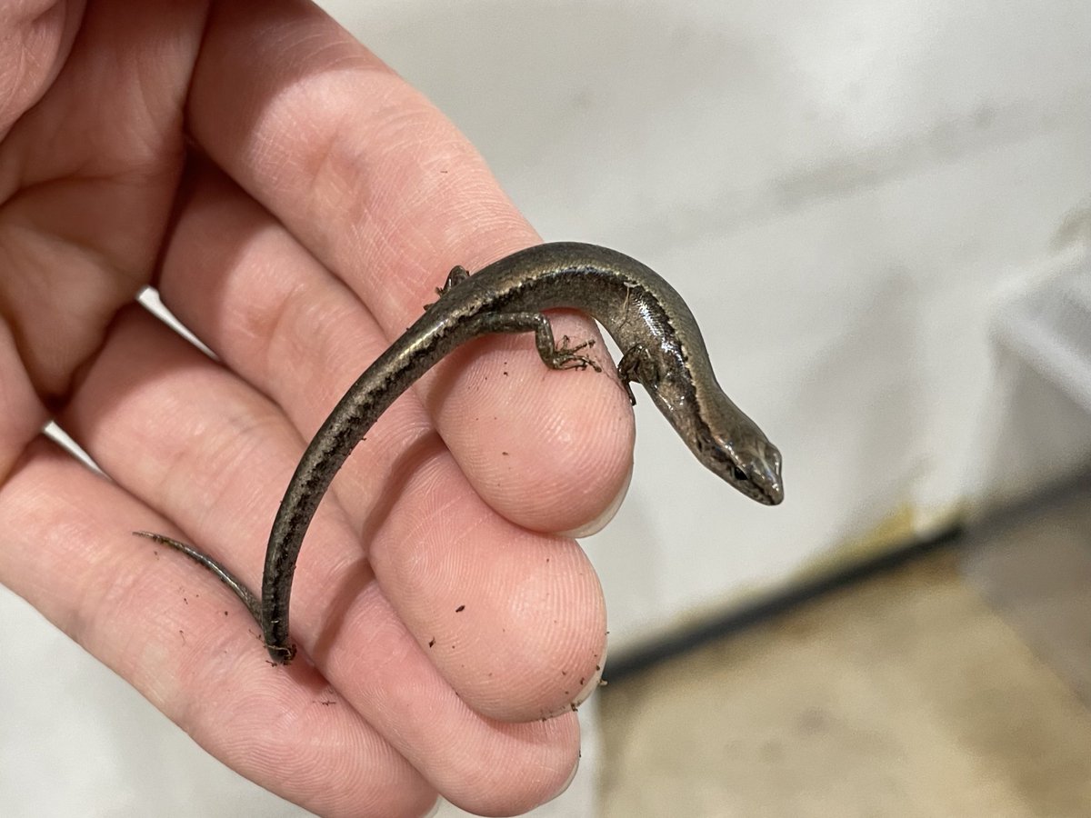 シナトカゲも好きです！