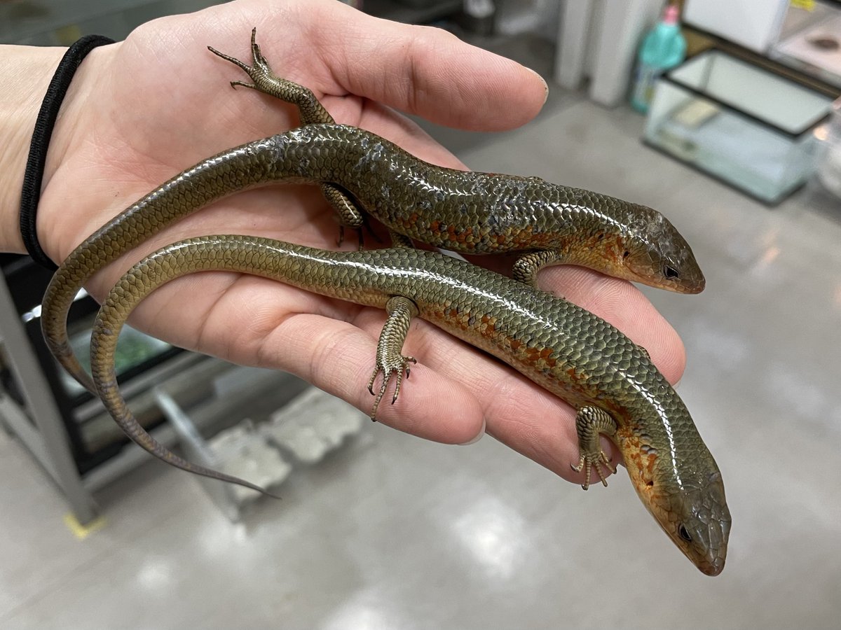 シナトカゲも好きです！