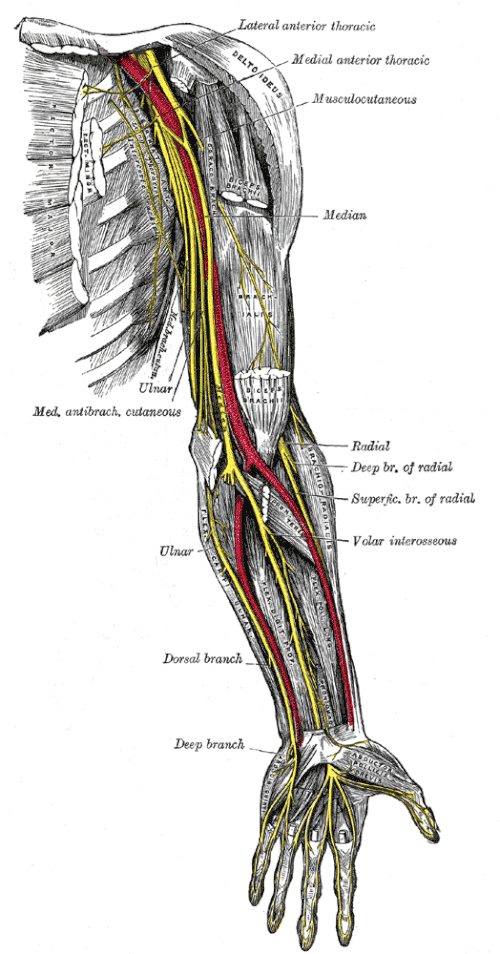 NERVIO MEDIANO

El nervio mediano es un nervio sensitivo y motor que nace en las raíces desde C5 a T1. Se encuentra directamente anteroexternamente a la arteria axilar y justo por debajo del borde inferior del pectoral mayor.

Vamos a conocer más en profundidad su recorrido👇🏼🧵
