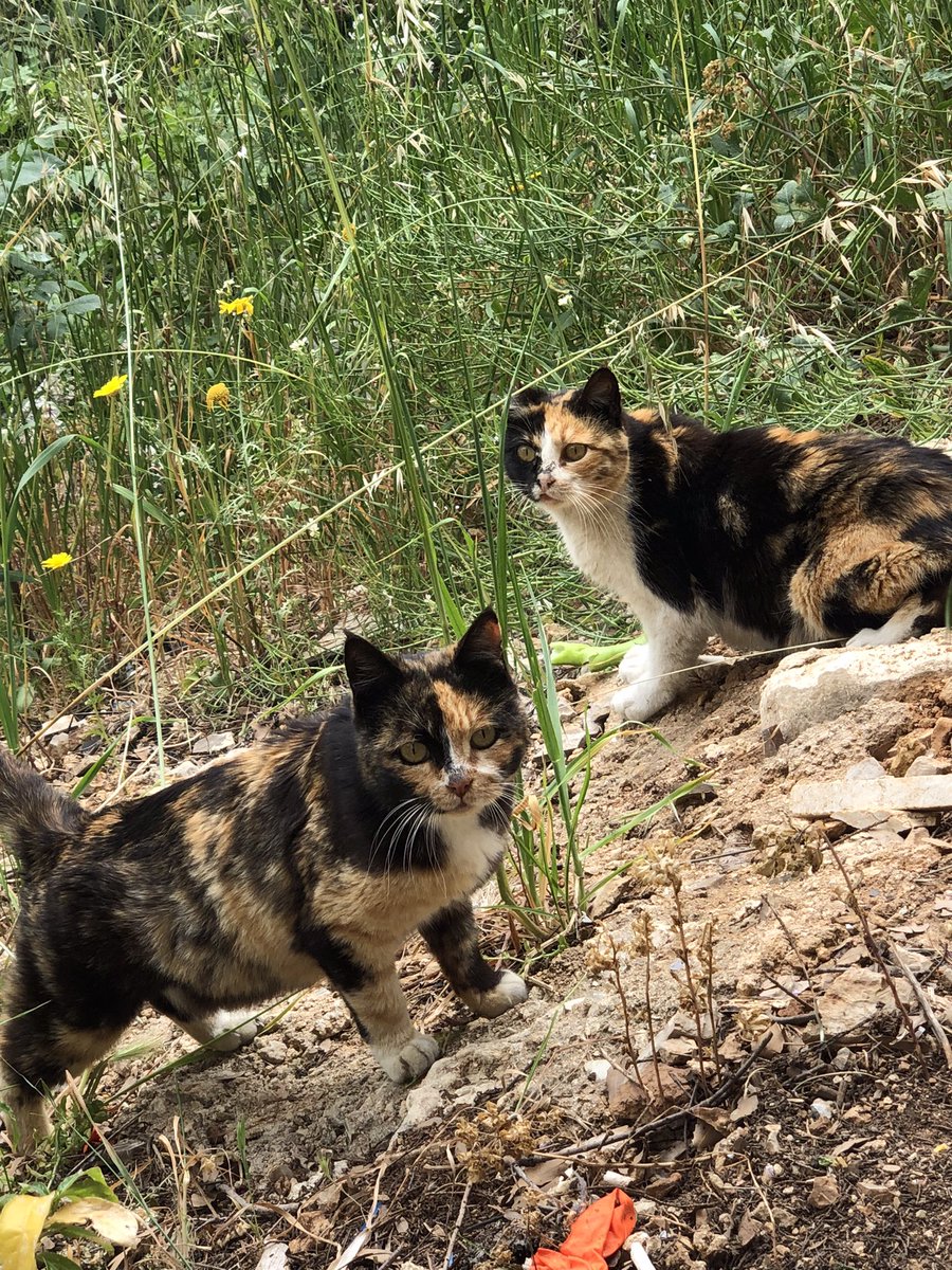 Lovely Friday and a beautiful weekend…🌼🍃☀️🐈🐈🧡🤍🖤

#GoodMorningEveryone 🌼 #CoffeeTime ☕️ #CatsLover 🐈 #HappyWeekend ☀️ #BeKindAlways 🧡 #MyPhoto 📷 #PeaceAndLove 🕊️