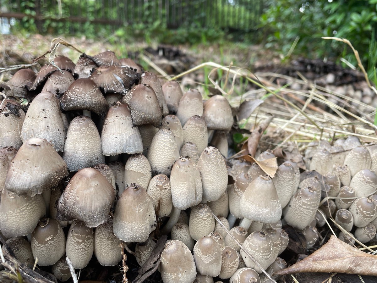 fun fun fungi (@fun_fun_fungi) on Twitter photo 