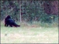 What looks like a 'big cat' has been spotted 30 times in West Dorset

news.bbc.co.uk/local/dorset/h…