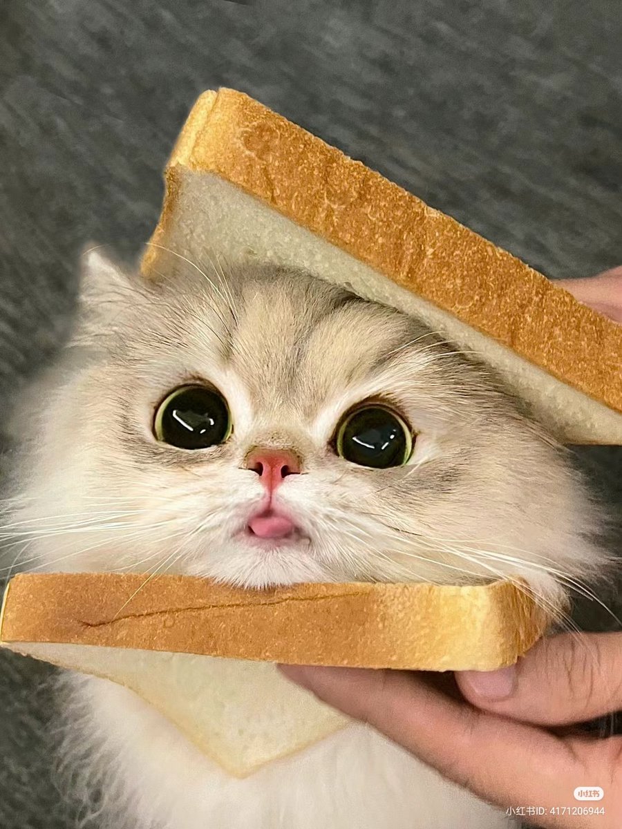 nocontextscats's tweet photo. Sandwich 🥪 https://t.co/a2EaPnrSSg