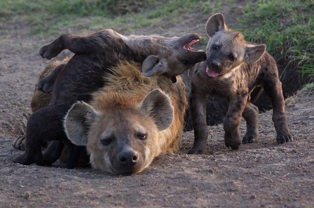 HourlyYeen's tweet photo. [🔗](https://t.co/28ggdOYCvM) https://t.co/T7qwSYRyg9