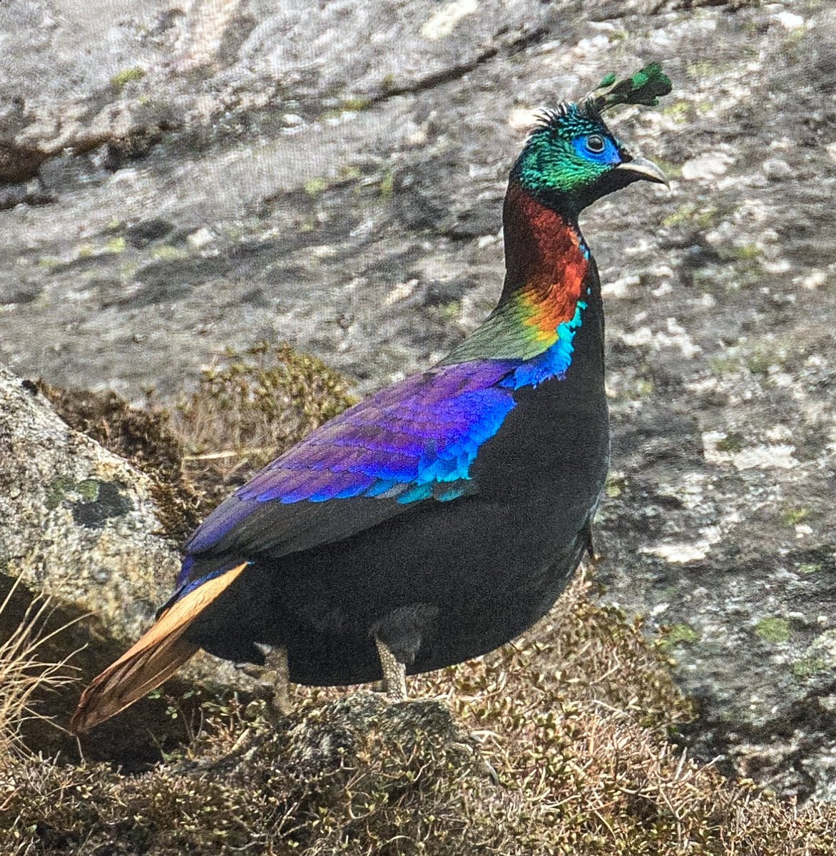 IanMerrill18's tweet photo. Himalayan Monal, Sela Pass, Arunachal Pradesh, May 2024. Our early May visit proved to be a great time to see this iridescent wonder, as males were in active display, often making spectacular aerial forays to fend off rival birds #BirdsSeenIn2024 https://t.co/qdwg9yngGx