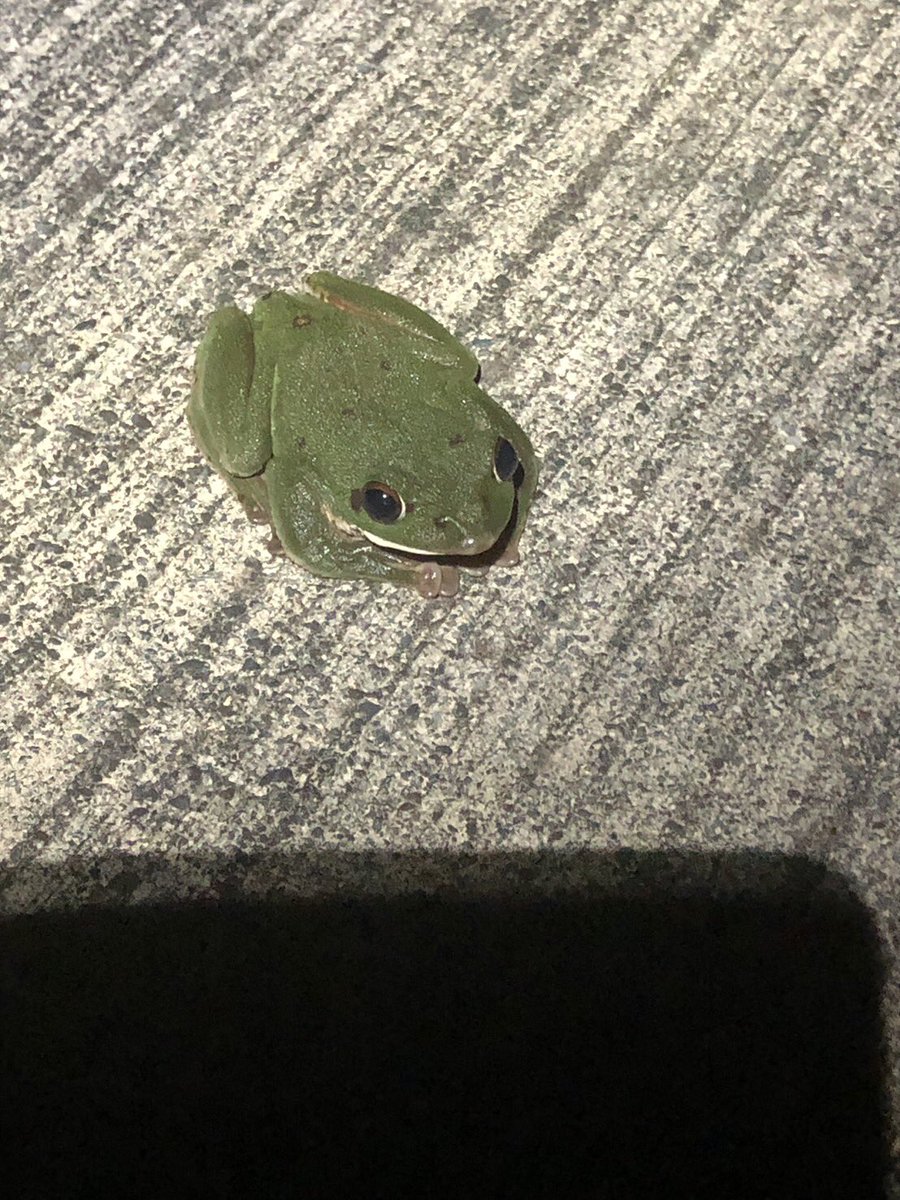 hobby_ikeike's tweet photo. このカエルの名前わかる方いますか？
#かえる　#カエル https://t.co/NH6jBVF8hI