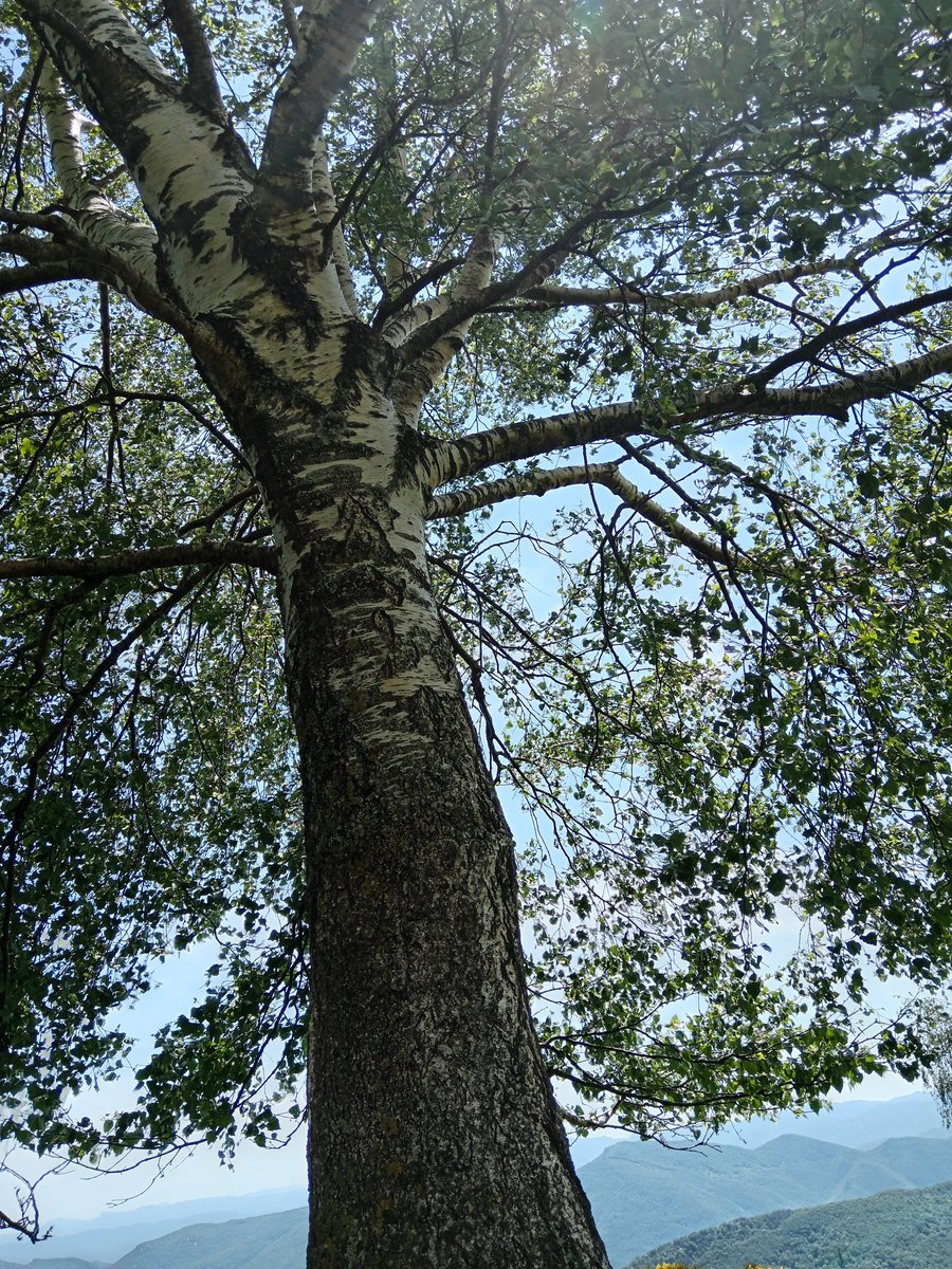 xaiecologic's tweet photo. Va arribar a la Serralada del Foc portat pels pobles celtes de nord enllà, és l'arbre sagrat dels druides, símbol de allò que sempre reneix, l'eternitat..diuen que té el poder de protegir contra el mal.
És el meu arbre.
#Beç
#Bedoll
#HistòriesDelsArbres
#HistòriesDelsÉssersHumans https://t.co/EacSW1dIm3