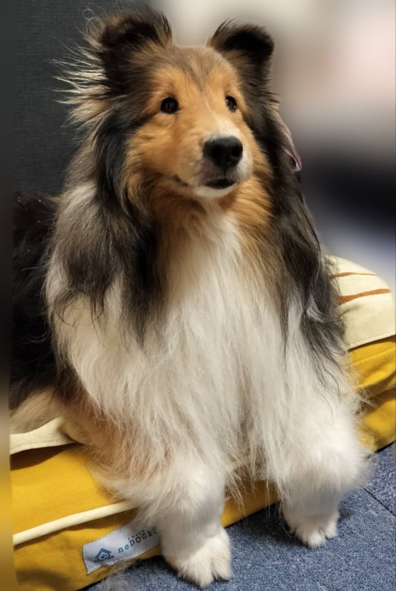 いぬのくまさん🐾
本日 シェルティ・Level９になりました🐾
#シェルティ