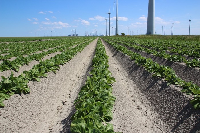 BayerCropNL's tweet image. Effectieve aanpak van de #virusproblematiek in #pootaardappelen door gebruik van middelen zoals  pyrethroïde #Decis Protech en luisdoder #Sivanto Prime. Tijdig beginnen met de selectie is belangrijk. Lees er hier meer over.
agro.bayer.nl/nl-NL/Uit-de-p…