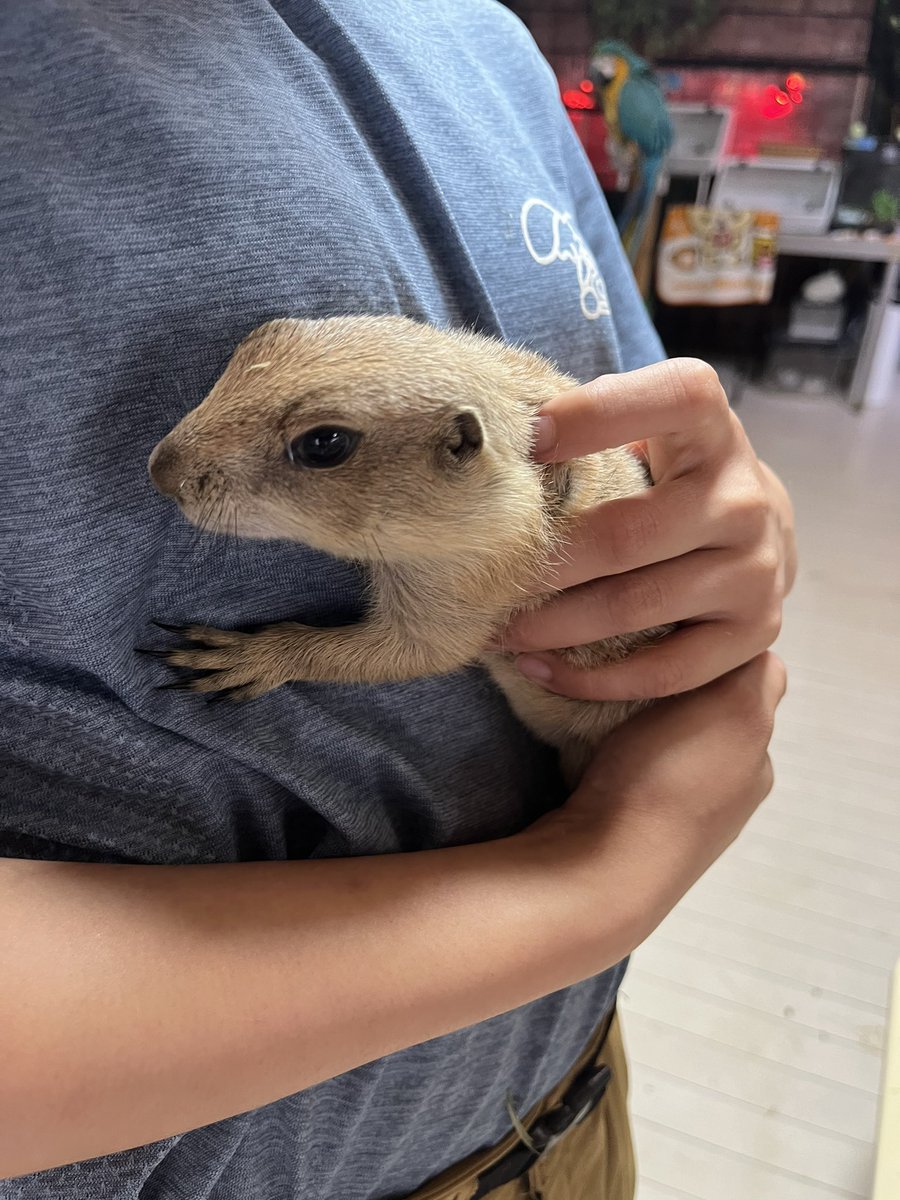 茨城県阿見町＊ふれあい動物園あにま tweet media