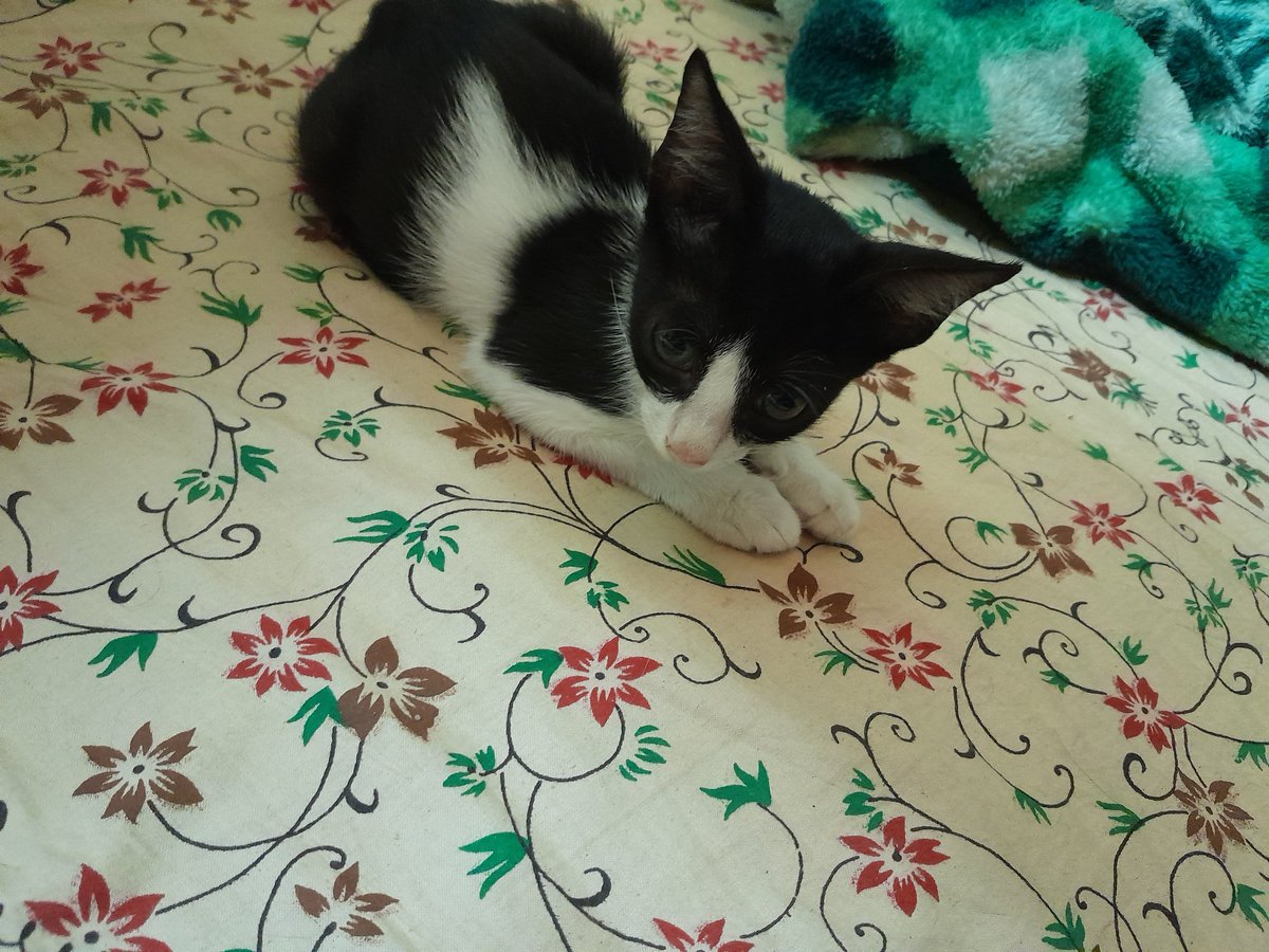 NJSBT1's tweet photo. Today I'm happy. I believe Max is back again as a 45 days cute little baby
👇🏻👇🏻👇🏻
#CatLover #PetLover #CatFather #PakvsUSA #FinanceBill2024 #GRAMzLVBET #Euro2024 #ClimateAction #LetsWrite #StemM https://t.co/WRaefL3R8l